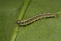 Acrobasis tumidana 5410913.jpg