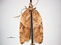 Acleris comariana.jpg