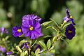 150531 Lycianthes rantonnetii (Enzianbäumchen).jpg