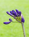 Agapanthus 'Windlebrook' 03.jpg