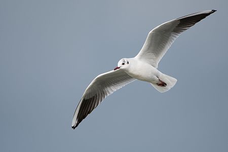 Chroicocephalus ridibundus ( Black-headed Gull )