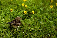 Malabar lark Galerida malabarica from Kaas Plateau DSC3236.jpg