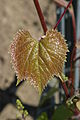 125 AA junges Blatt.JPG