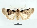 Agrotis poliotis.jpg