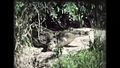 File:Reisevideo Uganda & Sudan (1983) - im Original auf Super-8.webm