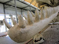 "Baltic" sperm whale (mandible).jpg
