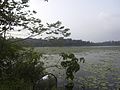 "Borala Wawa" - panoramio (1).jpg