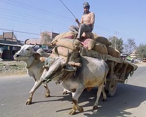 Animals working together.jpg