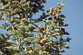 Abies concolor foliagecones.jpg