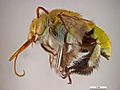 Amegilla aeruginosa female.jpg