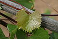 1103 Paulsen junges Blatt.JPG