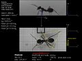 File:Alternating Tripod Gait.webm