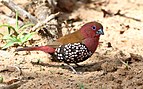 Male pink-throated twinspot 2014 10 19 0374.jpg