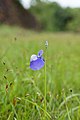 Utricularia reticulata 1386.jpg