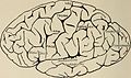 Nervous and mental diseases (1908) (14591324549).jpg