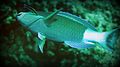 Cleaner wrasse parrot fish.jpg