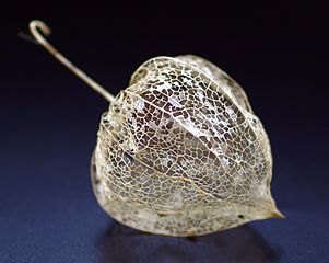 Dried Physalis alkekengi.jpg
