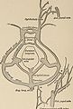 Nervous and mental diseases (1911) (14755182886).jpg