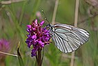 Black-veined white (Aporia crataegi) male underside.jpg