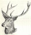Heubach red deer head.jpg