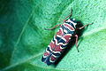 Agrosoma placetis 1481059.jpg