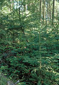 Abies grandis youngtrees.jpg