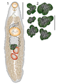 Bray & Justine - Hamacreadium cribbi - SystematicParasitology2016 fig 1-2.png