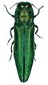 Agrilus planipennis 001.jpg