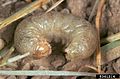 Agrotis orthogonia.jpg