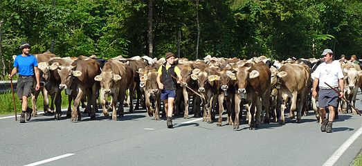 Kuhherde auf der Straße.jpg