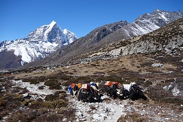 Working yaks in Everest region.jpg