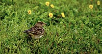 Malabar lark Galerida malabarica from Kaas Plateau DSC3236 crop.jpg