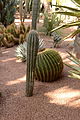 Pachycereus pringlei - Echinocactus grusonii (Jardin Majorelle).JPG