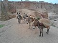 Donkeys carrying load of soil in Ramin Tifa pond in kano state (2).jpg