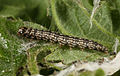 Acrobasis consociella 5410912.jpg