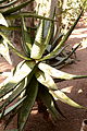 Aloe ferox (Jardin Majorelle).JPG