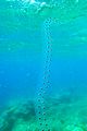 Sea Salp Chain.jpg