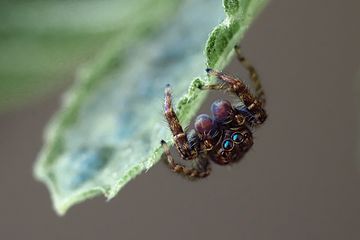 Rinden-Springspinne Männchen.jpg