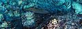 Honeycomb moray eel Lakshadweep.jpg