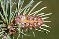 Adelges cooleyi 5422256.jpg
