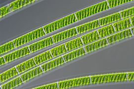 The freshwater alga Spirogyra.jpg