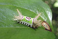 Acharia stimulea 1274070.jpg