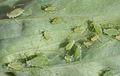 Acyrthosiphon pisum 2200056.jpg