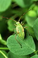 Adelphocoris lineolatus 1323072.jpg