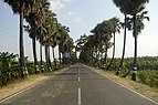 Road with Palmyra palm trees 1 JEG6337.jpg