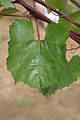 1103 Paulsen Blatt.JPG
