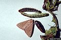 Alabama argillacea 1857053.jpg