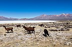 Vicuñas (Vicugna vicugna), Laguna de Salinas, Arequipa, Perú, 2015-08-02, DD 46.JPG