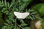 Scopula sp 1623.jpg