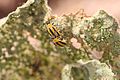 Acalymma vittatum 5303048.jpg